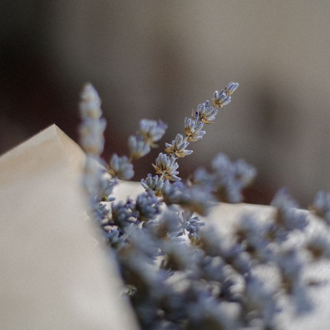 Lavanda vera, sjeme