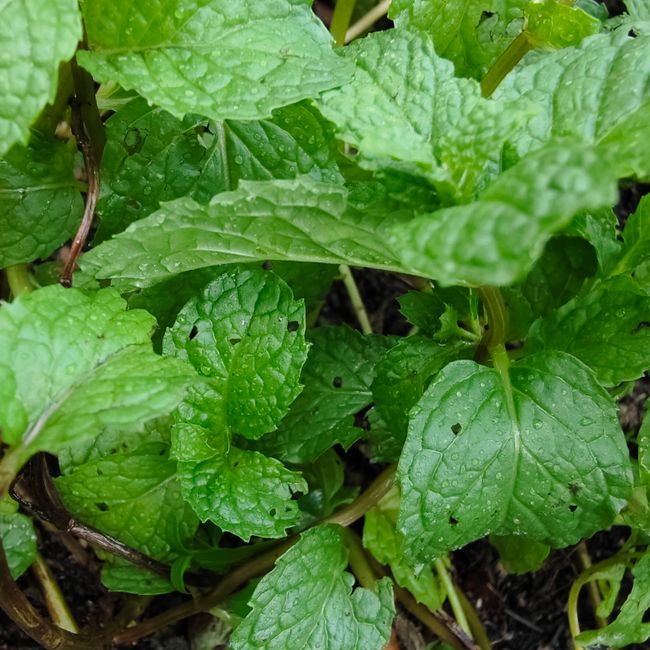 Menta, sjeme