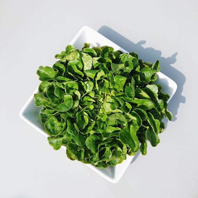 Salata 'Baby leaf' mix, sjeme